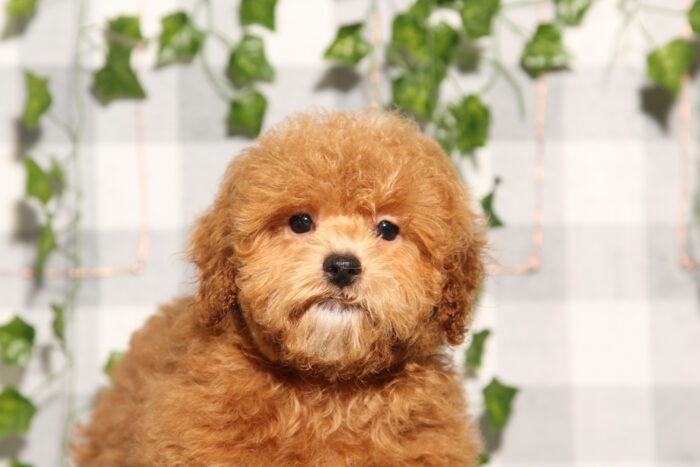 Trixie - Red Female F1B Shih-Poo Puppy - Image 2
