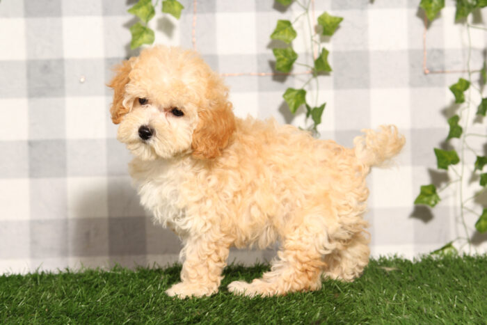 Vanessa - Cream Female Poochon Puppy - Image 3