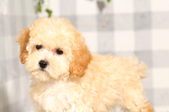 Vanessa - Cream Female Poochon Puppy - Image 2