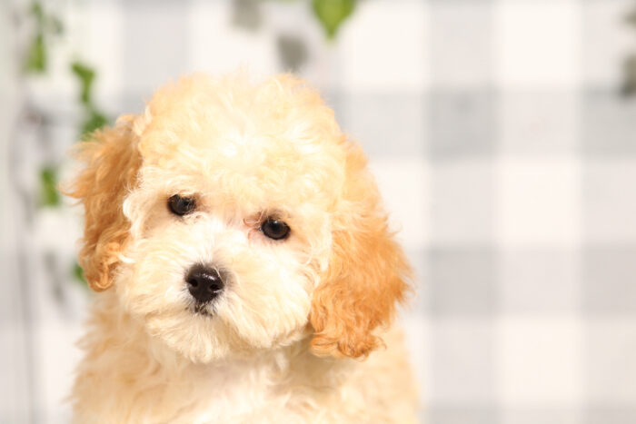 Vanessa - Cream Female Poochon Puppy