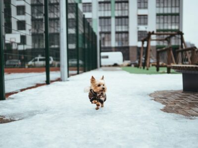 small dog running through the snow