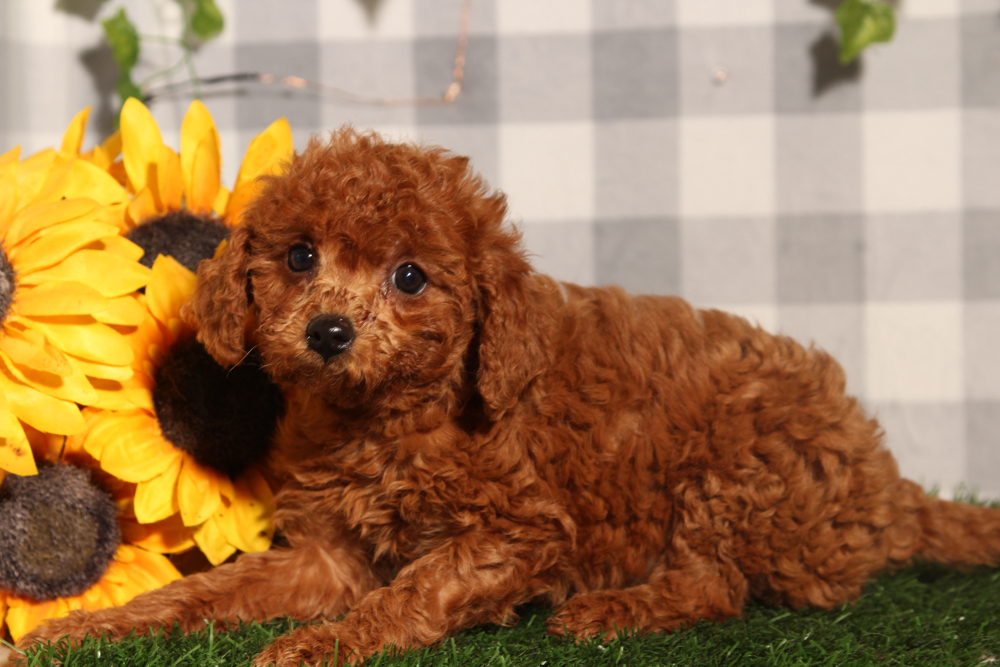 Waffle - Red Female F1B Mini Goldendoodle Puppy