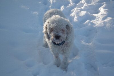 Spanish Water Dog on a snow