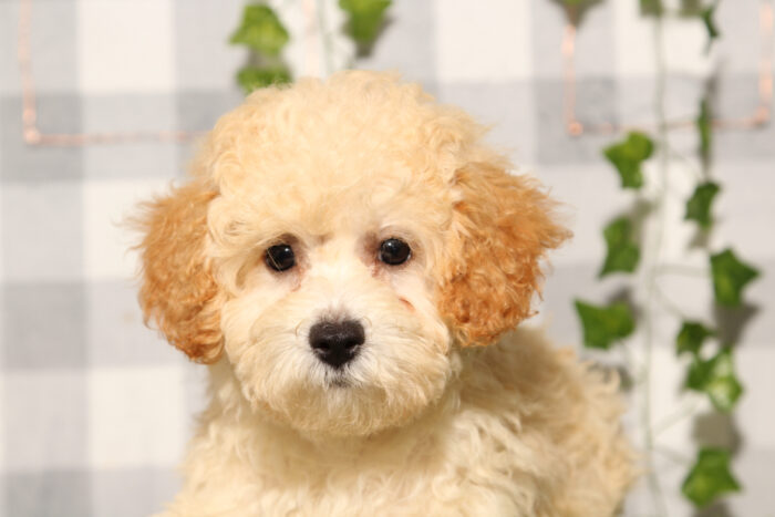 Waterson - Cream Male Poochon Puppy - Image 3
