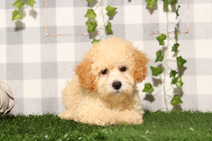 Waterson - Cream Male Poochon Puppy