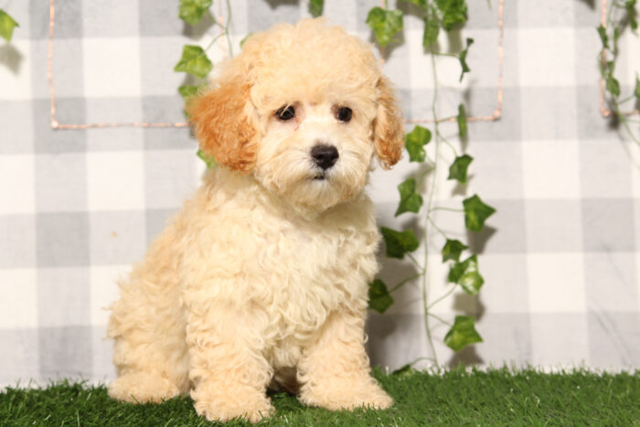 Waterson - Cream Male Poochon Puppy - Image 2
