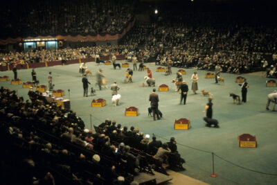 WESTMINSTER KENNEL CLUB DOG SHOW