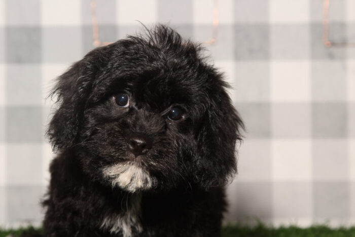 Winston-Black Male Cavachon Puppy - Image 2