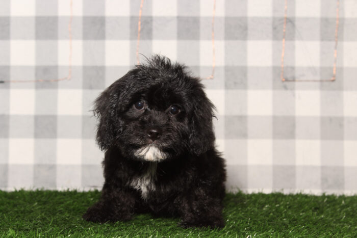 Winston-Black Male Cavachon Puppy
