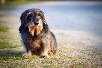Long wire haired dachshund
