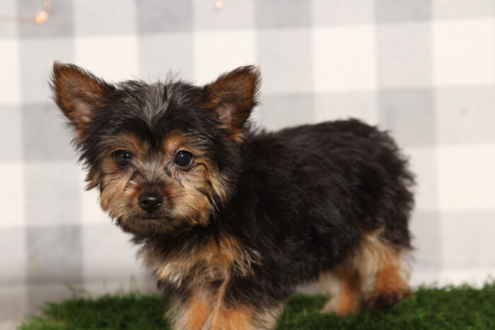 Woody - Male Yorkie Puppy - Image 2