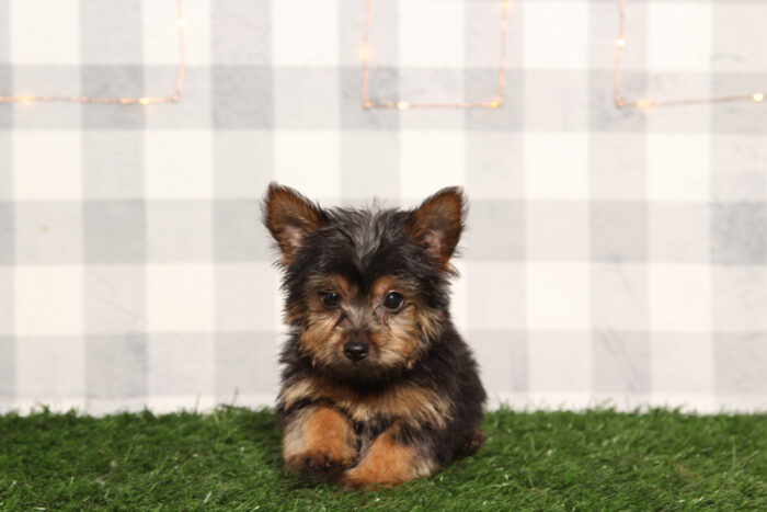 Woody - Male Yorkie Puppy