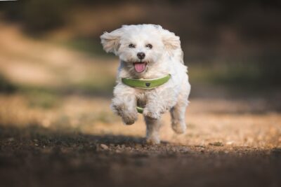 Cute white Maltese dog jumping in the park looking at the camera