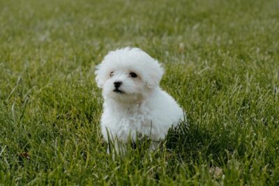 Maltipoo puppy on the grass