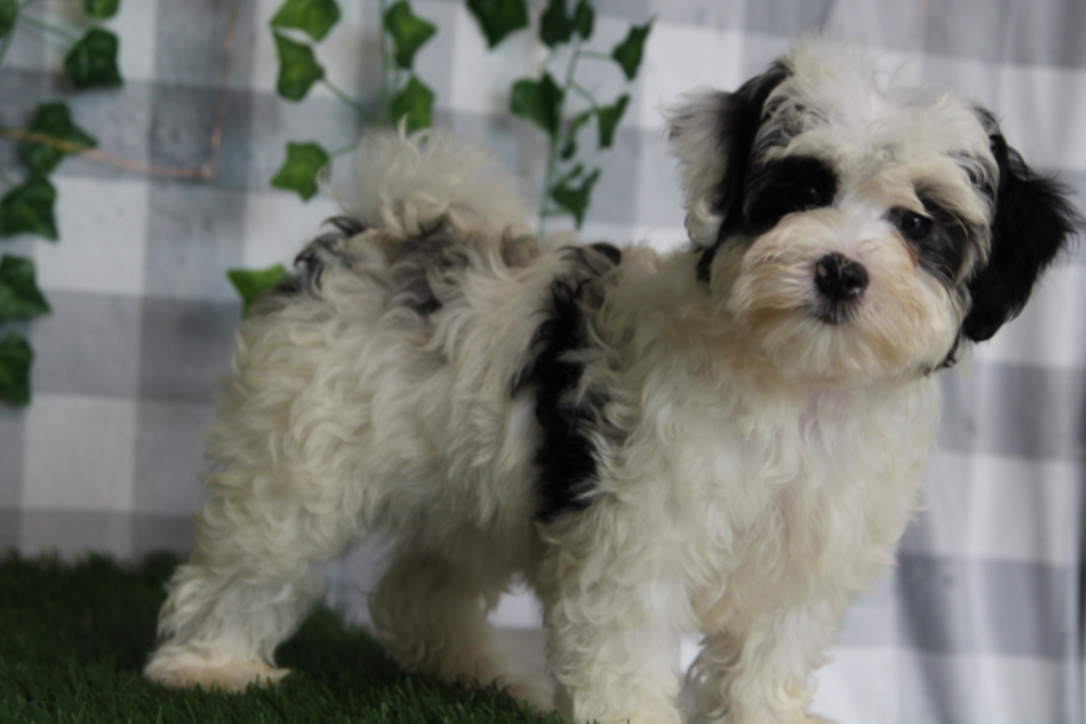 Yuri - White/Black Female Maltipoo Puppy - Image 4