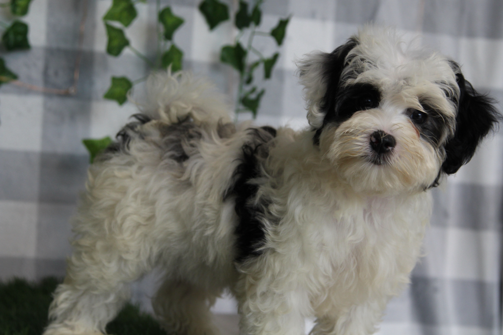 Yuri - White/Black Female Maltipoo Puppy - Image 3