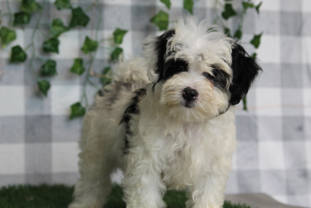 Yuri - White/Black Female Maltipoo Puppy