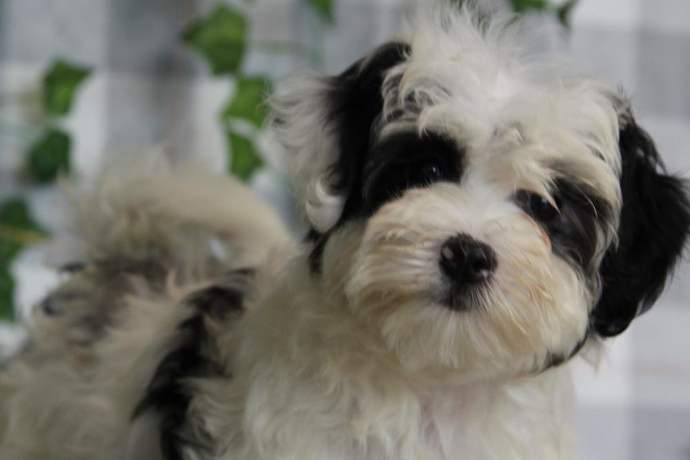 Yuri - White/Black Female Maltipoo Puppy - Image 2